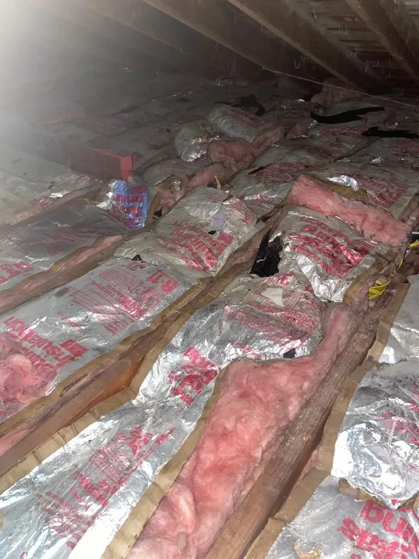 Old degraded batt insulation scattered across an attic floor, ready for removal