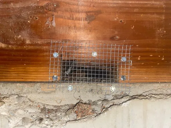 Wire mesh exclusion screen installed over attic vent opening